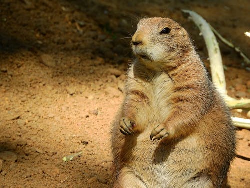 Black-tailed prairie dog (Cynomys ludovicianus)
